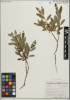 Foto von Salix pedicellaris Pursh
